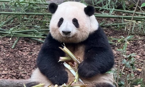panda-wilad animal park